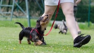 Dachshund 672780 1920