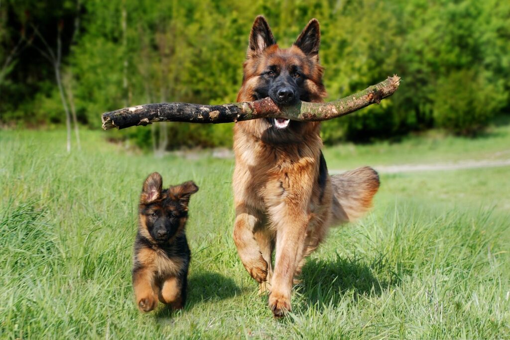 Shepherd Dog 4357790 1920