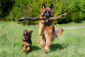 Shepherd Dog 4357790 1920
